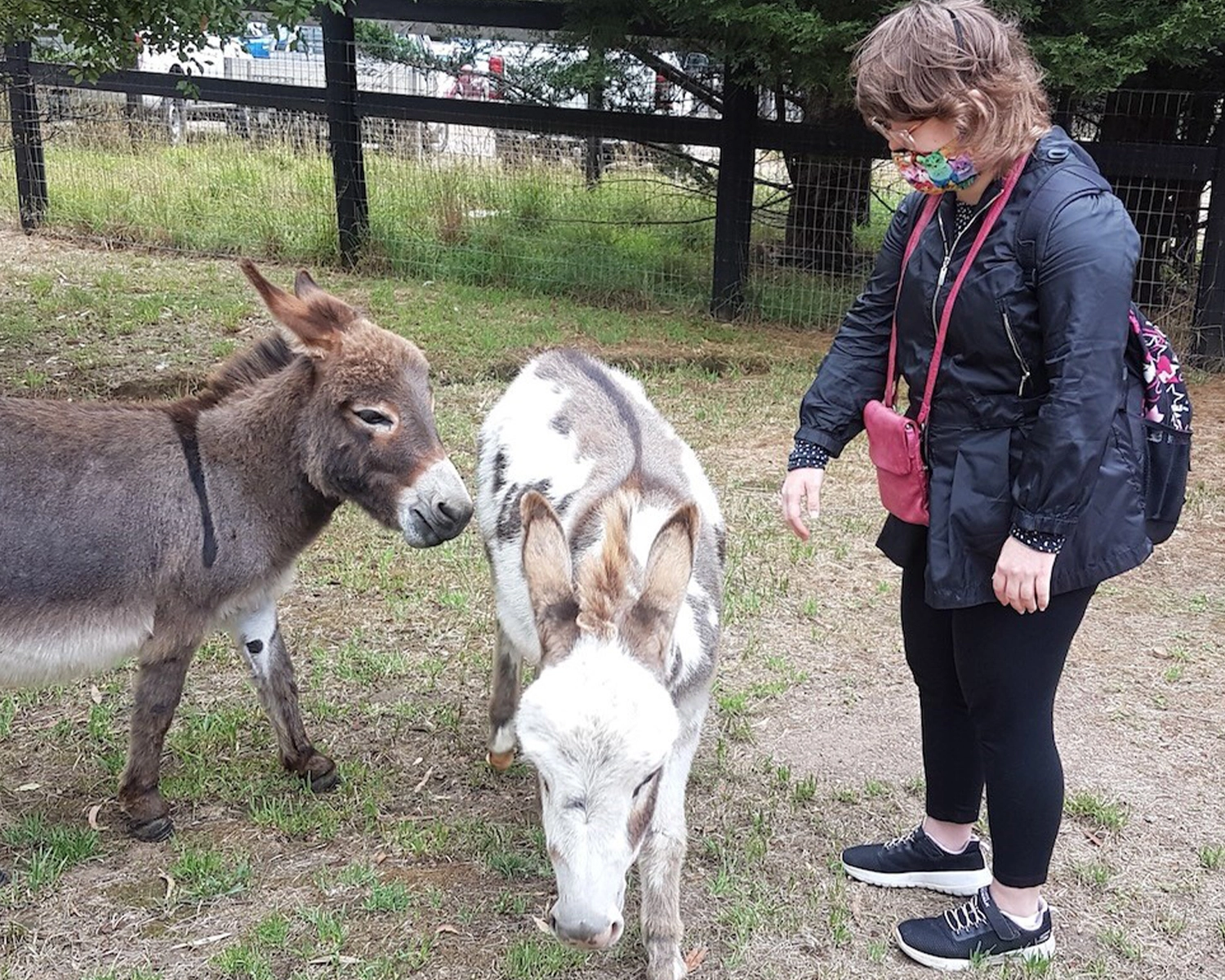 A woman greets two small donkeys at NDIS registered disability service Distinctive Options
